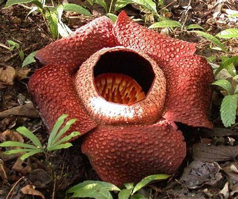 augalai parazitiniai rafflesia